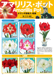 アマリリス.jpg